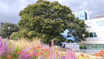 Bee friendly award 2